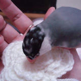 あたしもお手伝いしてるよ