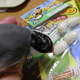 これ、食べられるのかな～？おいしいのかな～？