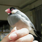 指にとまってるけど、アタシは鳥じゃないわよ、決して！