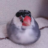 チクチクも少しなくなってきたよ