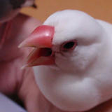 あくびしてますけど、何か？