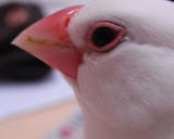 ムシられてますけど、何か？