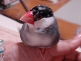 こんな感じがいちばんカワイイかな、てへっ！
