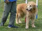 adog-02.jpg