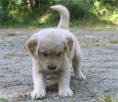 adog-01.jpg