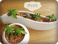 セラミスと多肉植物の相性