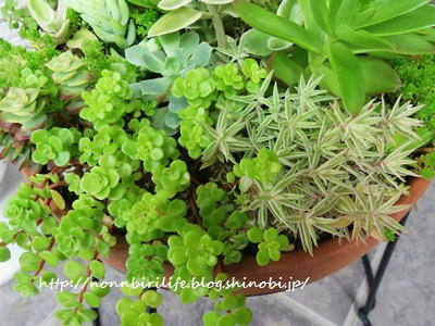 多肉植物の寄せ植えと、その魅力