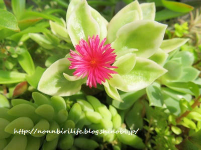 ベビーサンローズ（多肉植物）にピンクの花が咲いた！
