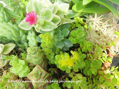 ベビーサンローズ 多肉植物 にピンクの花が咲いた