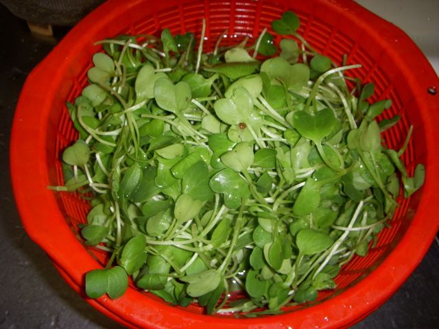 DSCN9662.jpg