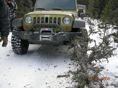 jeep_tree1.jpg