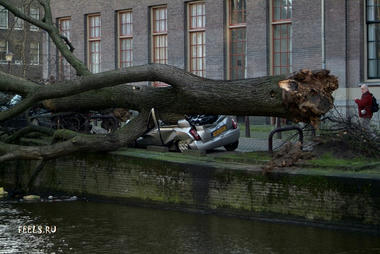 treeattack.jpg