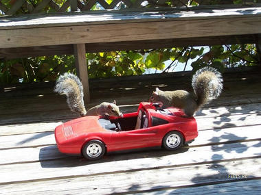 Squirrel-02.jpg