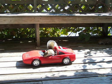 Squirrel-03.jpg