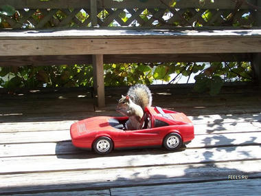 Squirrel-04.jpg