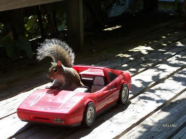 Squirrel-06.jpg