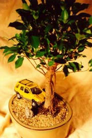 bonsai-02.jpg