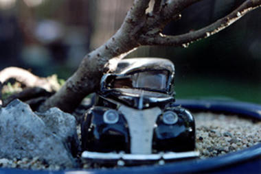 bonsai-03.jpg