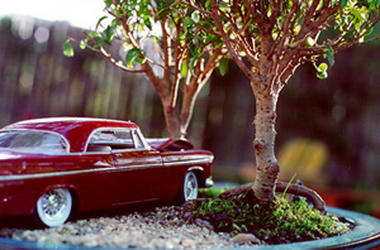 bonsai-06.jpg