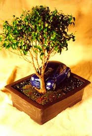 bonsai-08.jpg