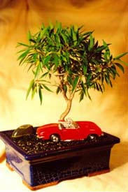 bonsai-09.jpg