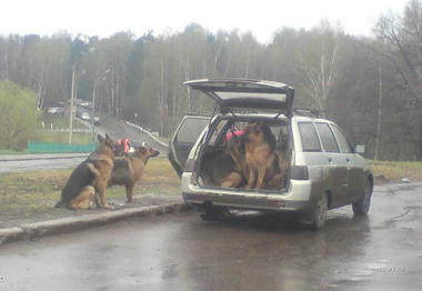 shepherd.jpg