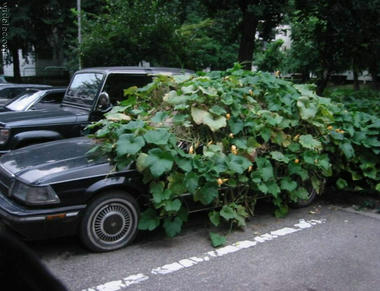 hausyamidori.jpg