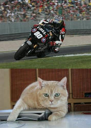 nekobike.jpg