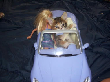 cat_01.jpg