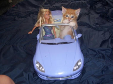 cat_02.jpg