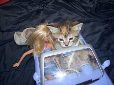 cat_03.jpg