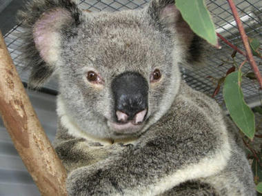 koala.jpg