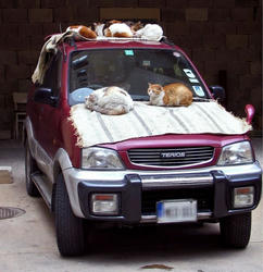 sleeping-Kitty.jpg