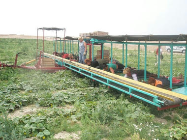cucumber_pickers01.jpg
