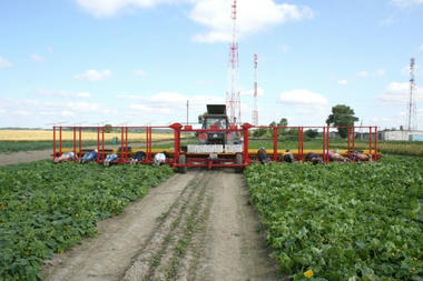 cucumber_pickers02.jpg