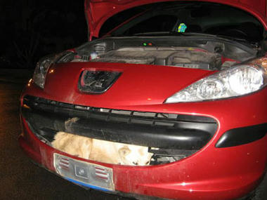 PEUGEOT07-DOG.jpg