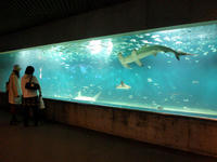 アカシュモクザメ