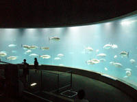 マグロぐるぐる