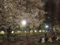 夜桜