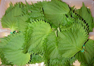 shiso.jpg