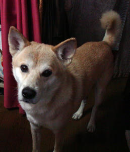 hachiblog.jpg