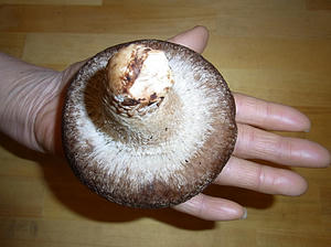 kuroshiitake2.jpg