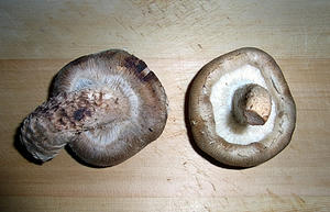 siitake.jpg