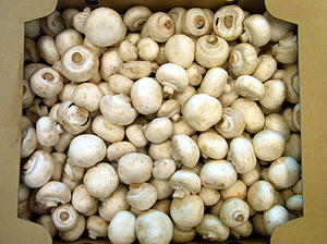 mashroom.jpg