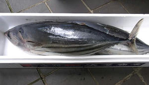 modorikatsuo1.jpg