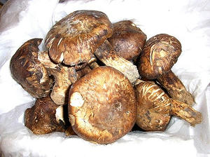 matsutake.jpg