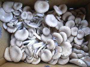 hiratake2010.jpg
