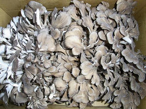 maitake.jpg
