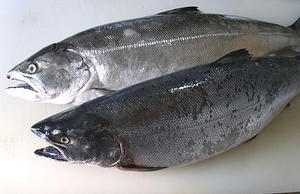 sakuramasu.jpg