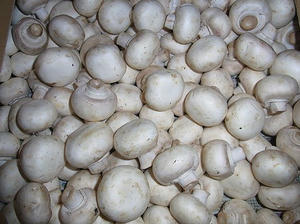 mashuroom.jpg